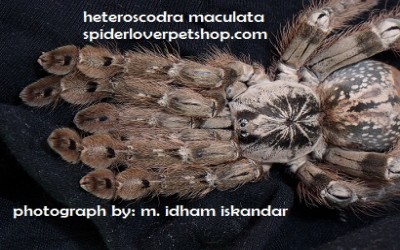 heteroscodra maculata unsex tarantula